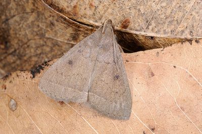 齒紋圓黑點貧裳蛾 Simplicia discosticta 雄蟲