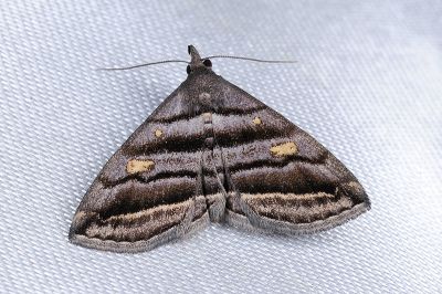 紫黑奴裳蛾 Paracolax pryeri 雌蟲