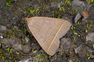日本貧裳蛾 Simplicia niphona 雄蟲