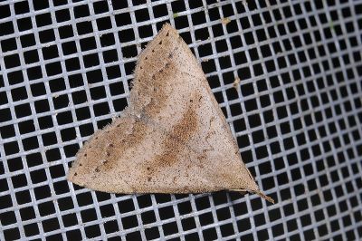 短斑簞鬚裳蛾 Herminia decipiens 雌蟲