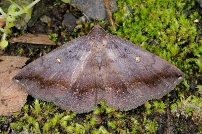 賴氏紫衫裳蛾 Hadennia loganlaii 雌蟲