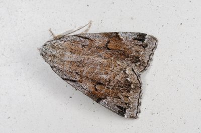 Mesoplectra hampsoni 雄蟲