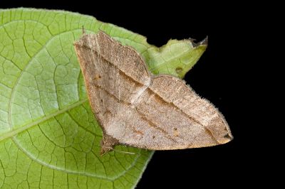 雙線奴裳蛾 Paracolax bilineata 雌蟲