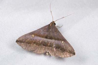 亞異紫衫裳蛾 Hadennia subincongruens 雄蟲