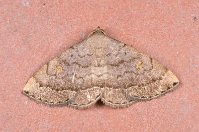 觀霧奴裳蛾 Paracolax guanwuensis 雄蟲