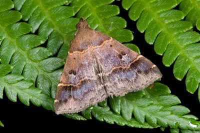 Bertula hadenalis persimilis 雄蟲