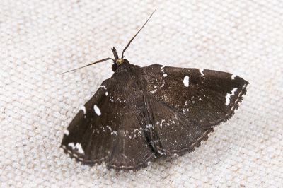 簡櫛裳蛾 Adrapsa simplex 雄蟲