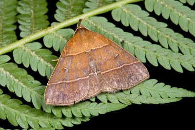 脈擬胸鬚裳蛾 Bertula venata 雌蟲