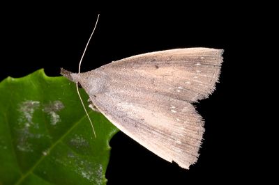 莖狹翅鬚裳蛾 Stenhypena costalis 雌蟲