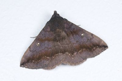 賴氏紫衫裳蛾 Hadennia loganlaii 雄蟲