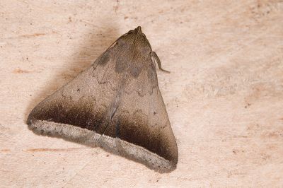 弧緣貧裳蛾 Simplicia bimarginata 雄蟲