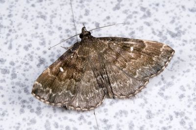 流紋櫛裳蛾 Adrapsa rivulata 雄蟲