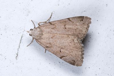 Mesoplectra hampsoni 雌蟲