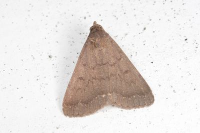 Nodaria levicula 雄蟲