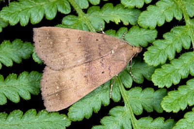 絲光毛鬚裳蛾 Mosopia subnubila 雄蟲