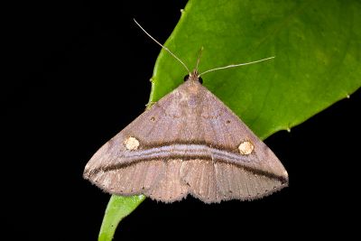 大黃斑紫衫裳蛾 Hadennia ochreistigma 雄蟲
