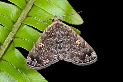 黃斑猗裳蛾 Idia fulvipicta 雄蟲