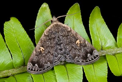 黃斑猗裳蛾 Idia fulvipicta 雄蟲