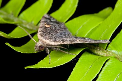 黃斑猗裳蛾 Idia fulvipicta 雄蟲