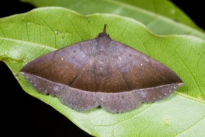雙分紫衫裳蛾 Hadennia hisbonalis 雌蟲