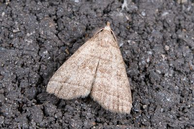 灰紋簞鬚裳蛾 Herminia annulata 雄蟲