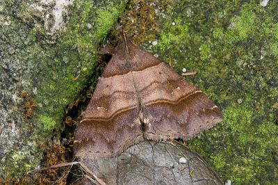 甲仙擬胸鬚裳蛾 Bertula kosemponica 雄蟲