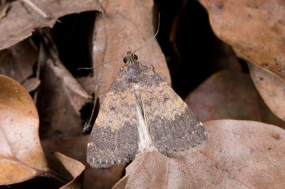 普亥鬚裳蛾 Hydrillodes lentalis 雌蟲