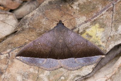 雙分紫衫裳蛾 Hadennia hisbonalis 雄蟲