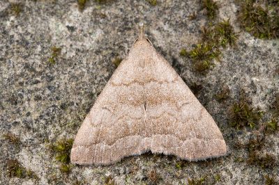 Herminia vermiculata 雄蟲