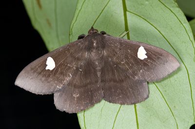 白腎鬚裳蛾 Edessena gentiusalis 雄蟲