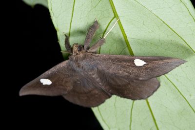 白腎鬚裳蛾 Edessena gentiusalis 雄蟲