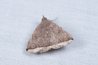 阿美微鬚裳蛾 Lysimelia amis 雄蟲