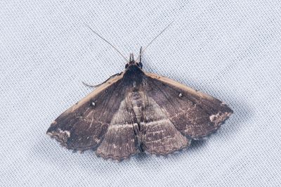 廣櫛裳蛾 Adrapsa ablualis 雌蟲