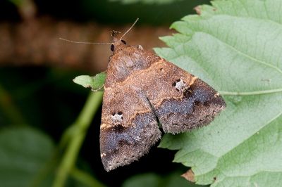Bertula hadenalis persimilis 雌蟲