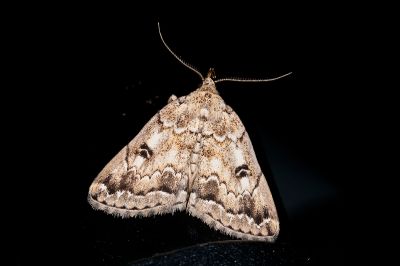 蓬萊辛裳蛾 Sinarella formosensis 雄蟲