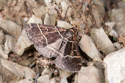 雙白帶擬胸鬚裳蛾 Bertula bisectalis 雄蟲
