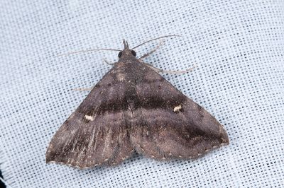 黯紫衫裳蛾 Hadennia mysalis 雌蟲