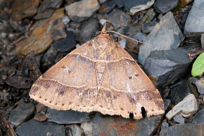 平帶擬胸鬚裳蛾 Bertula parallela 雌蟲