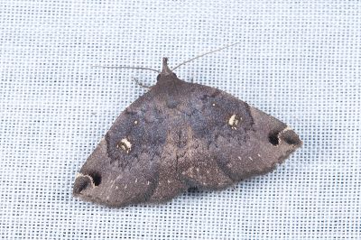 白斑毛鬚裳蛾 Bertula albipunctata 雌蟲