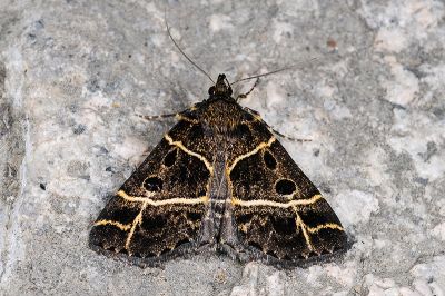 雙線胸鬚裳蛾 Cidariplura bilineata 雌蟲