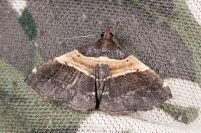 黃寬帶擬胸鬚裳蛾 Bertula mediochracea 雄蟲