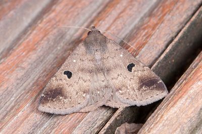 灰褐毛鬚裳蛾 Mosopia renipunctum 雄蟲