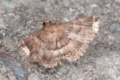 鋸帶櫛裳蛾 Adrapsa quadrilinealis 雄蟲