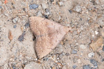 短斑簞鬚裳蛾 Herminia decipiens 雌蟲