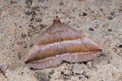 大斜線紫衫裳蛾 Hadennia macrobliqua 雌蟲