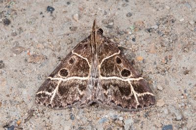 雙線胸鬚裳蛾 Cidariplura bilineata 雄蟲