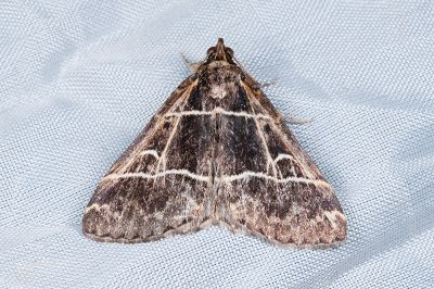 雙白帶擬胸鬚裳蛾 Bertula bisectalis 雄蟲
