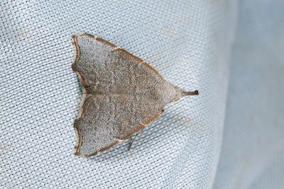 Ectogonia butleri 雄蟲
