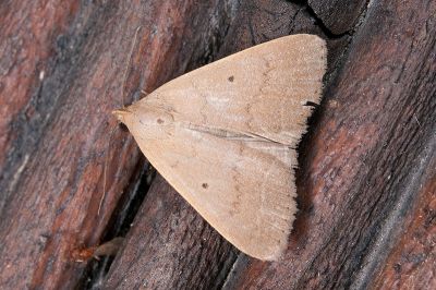單點貧裳蛾 Simplicia unipuncta 雄蟲