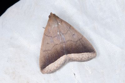 弧緣貧裳蛾 Simplicia bimarginata 雌蟲
